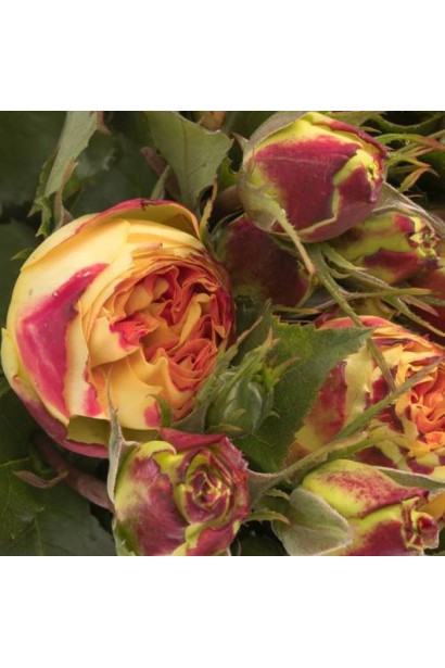 English rose Vulcanica